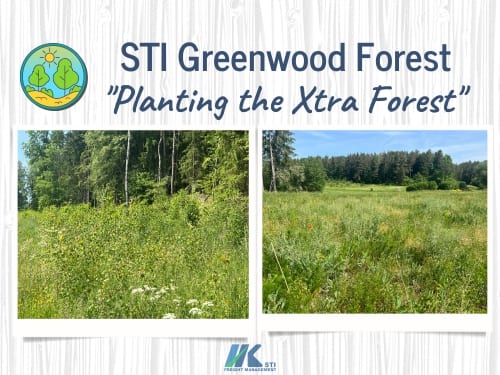 STI DE Greenwood Forest: Our reforestation project is thriving!